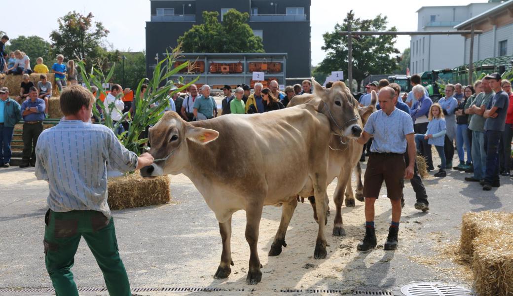 Ist Viehschau in Oberriet, ist das halbe Dorf auf den Beinen. Die Tiere stammen von Bauernhöfen in Oberriet und Umgebung.