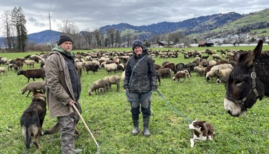 Schafe auf Wanderschaft: Über 700 Schafe ziehen bis Mitte März durchs Rheintal