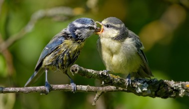 Gartenkurs: So wird der Garten zum Lebensraum für Bienen und Vögel