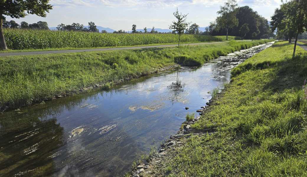 Die Pegelstände der Rietaach variieren stark. Einige Tage ohne Regen genügen im Sommer, dass sich Schlammbänke bilden und Algen wachsen.