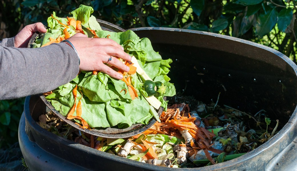 Selber essen statt Ameisen züchten: Warum Food Waste unangenehme Nebeneffekte haben kann