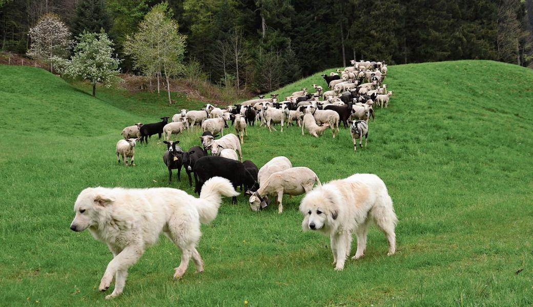 Jade und Velino sind die ersten Herdenschutzhunde in Ausserrhoden.