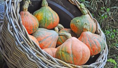 Garten:  Kürbis birgt Überraschungen