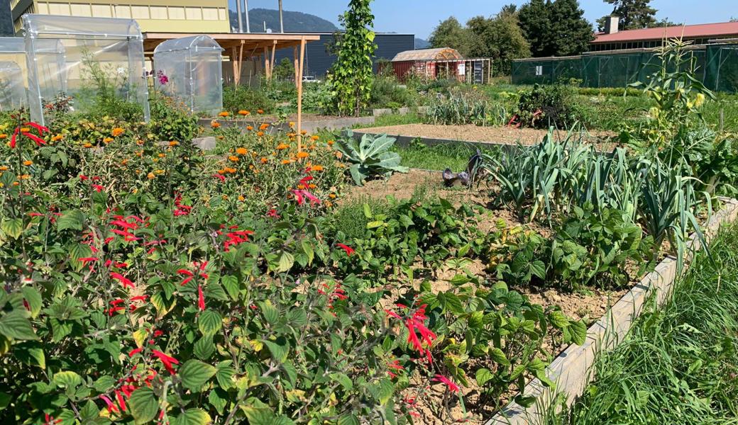 Im Natur- und Nutzgarten (NaNu-Garten) im Industriegebiet Altstätten wächst Gemüse fürs Personalrestaurant.  