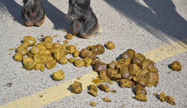 Warten auf den nächsten Regen? Oder: Was tun, damit Rossmist nicht liegen bleibt?