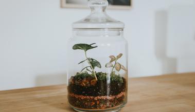 Pflanzen im Glas: So legst du dein eigenes, ewiges Terrarium an