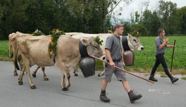 Blumengeschmückt von der Alp zurück: Alpabzug in Oberriet