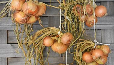 Garten: Die Zwiebelernte planen