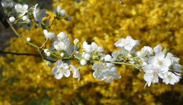 In voller Blüte