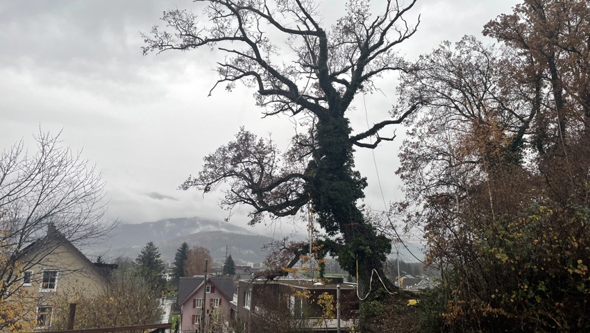 Hier fliegt eine über hundert Jahre alte Eiche durch die Luft Hier fliegt eine über hundert Jahre alte Eiche durch die Luft