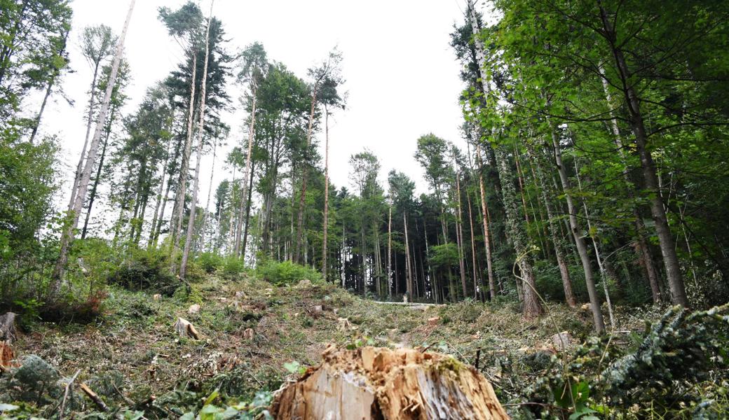 Etwa 200 Kubikmeter Holz müssen wegen des Borkenkäferbefalls im Gebiet Hinterhard aus dem Wald entfernt werden.