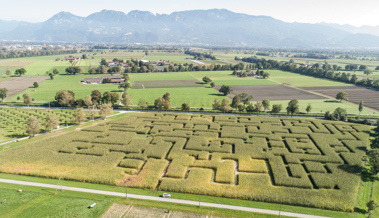 Erneut kein Rheintaler Maislabyrinth in diesem Sommer