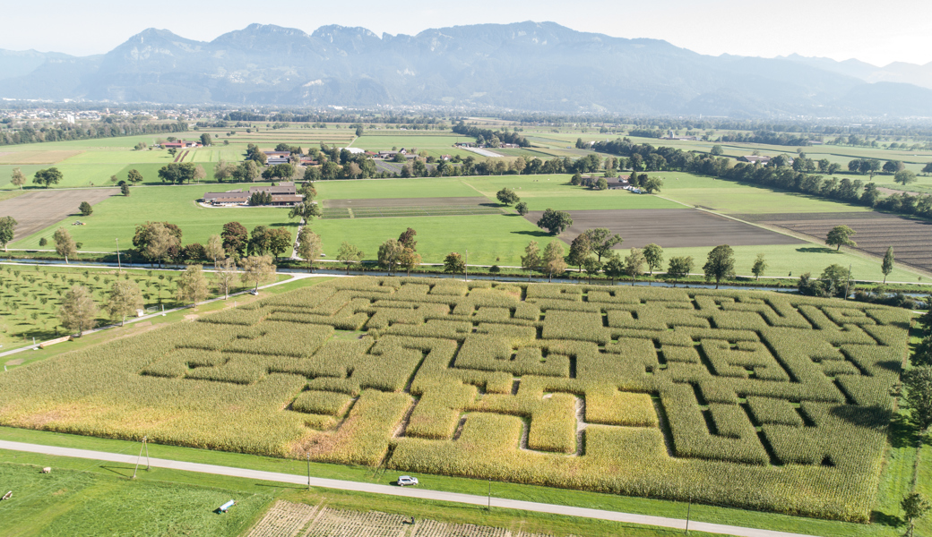 Erneut kein Rheintaler Maislabyrinth in diesem Sommer