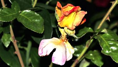 Eine Rose in der Rose