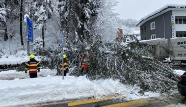 Tanne stürzt über die Hauptstrasse