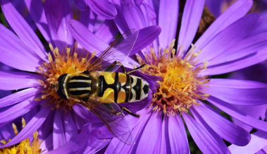 Die Schwebfliege ist ein Starfighter im Wespenlook