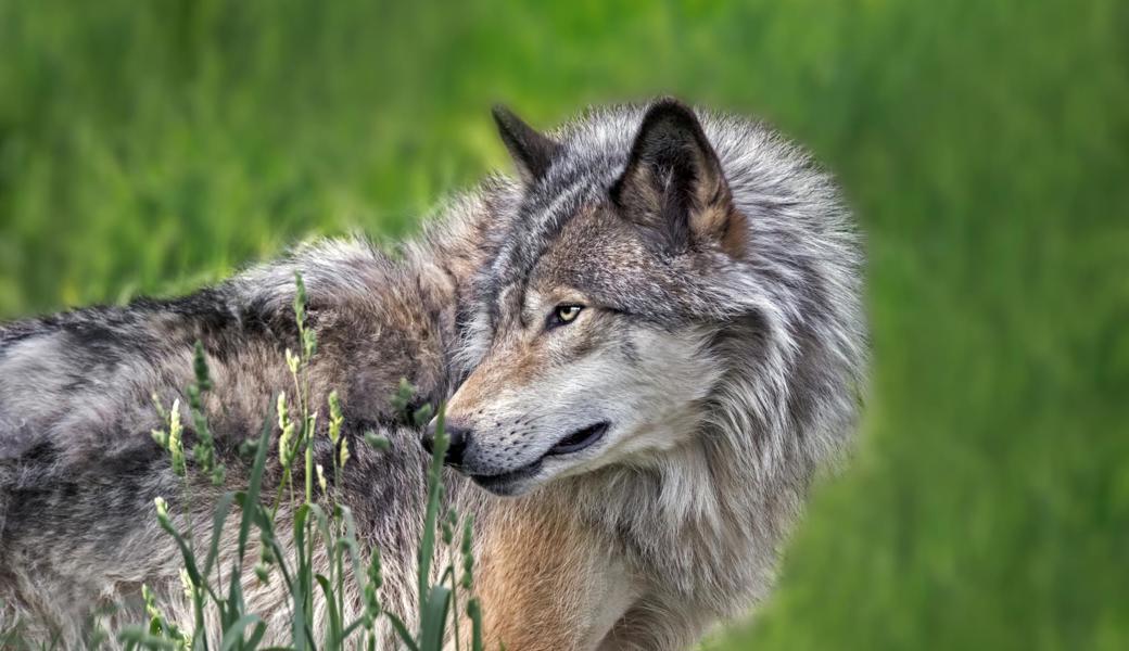 Der Wolf nimmt wieder vermehrt seinen natürlichen Platz im Ökosystem ein.