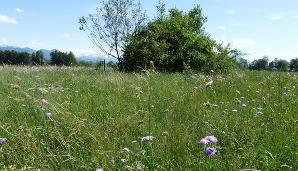 Für weitere Blumenwiesensaaten stellt Pro Riet Beratung und Saatgut zur Verfügung. Gebüschgruppen bieten Nistplätze für Vögel und Rückzugsorte für vielerlei Tiere.