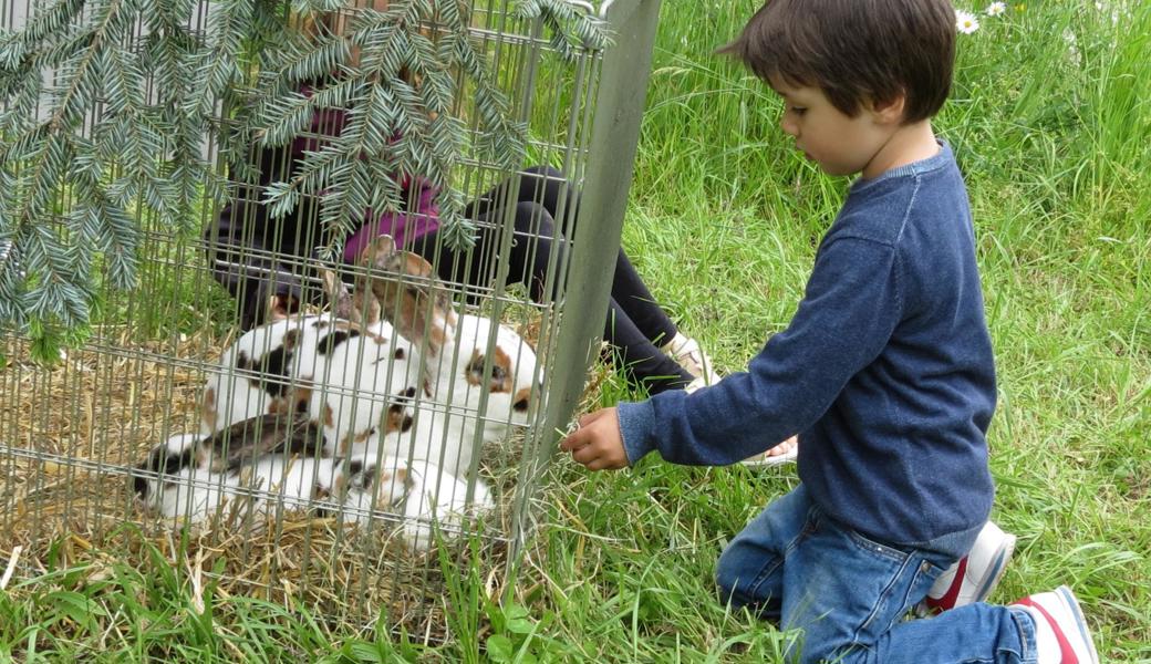 Kaninchen füttern machte Spass