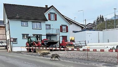 Wölfe in Appenzell oder Fasnachtsscherz? Das Amt für Umwelt geht möglicher Sichtung nach