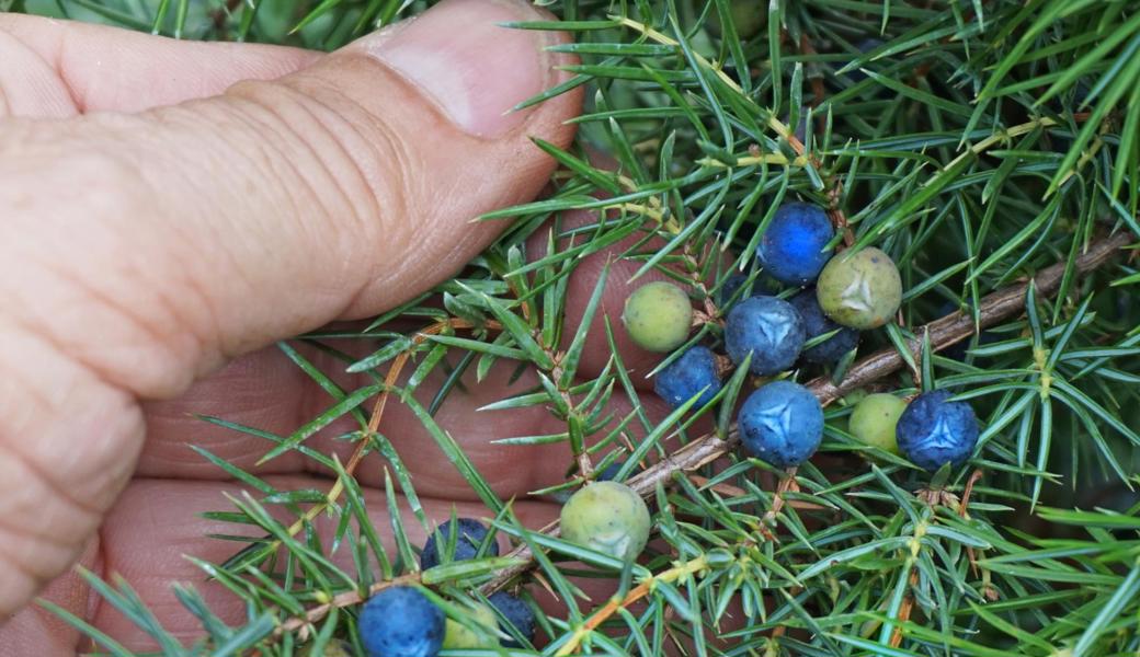 Die blauen Beeren schmecken herb.