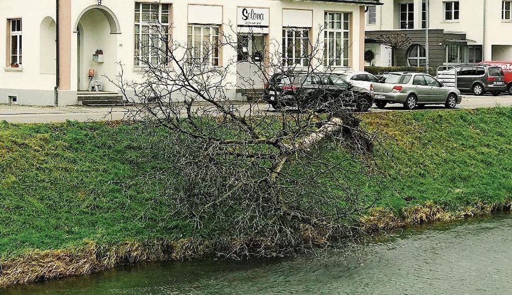 In Widnau, an der Lindenstrasse direkt am Binnenkanal, entwurzelte der Föhnsturm einen Baum.