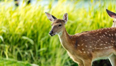 Wo das Wild ungestört bleiben soll