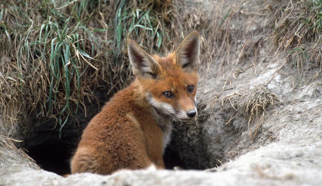 Dieser junge, gesunde Fuchs ist nicht vor der Räudermilbe gefeit.