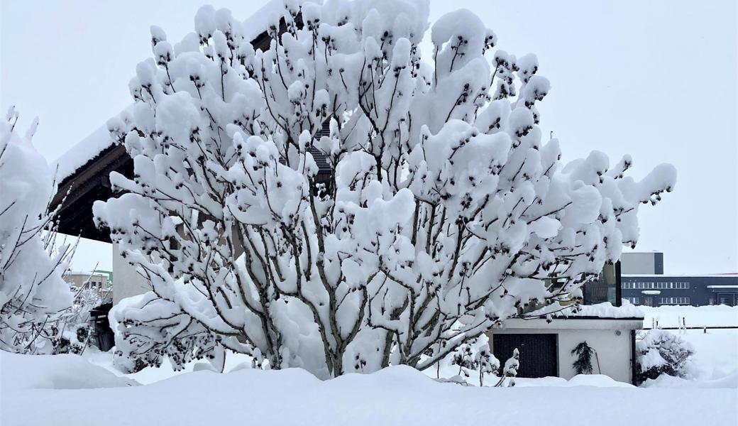 Sieht schön aus, ist aber gefährlich: Schnee an Bäumen.