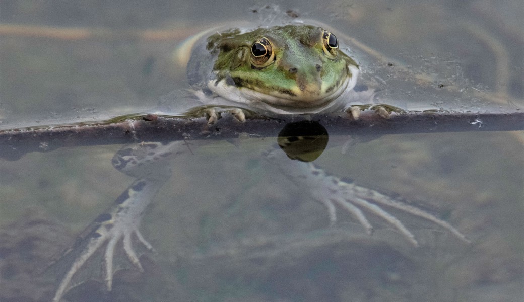 Frosch