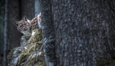 Luchs wird in Lutzenberg von Auto angefahren