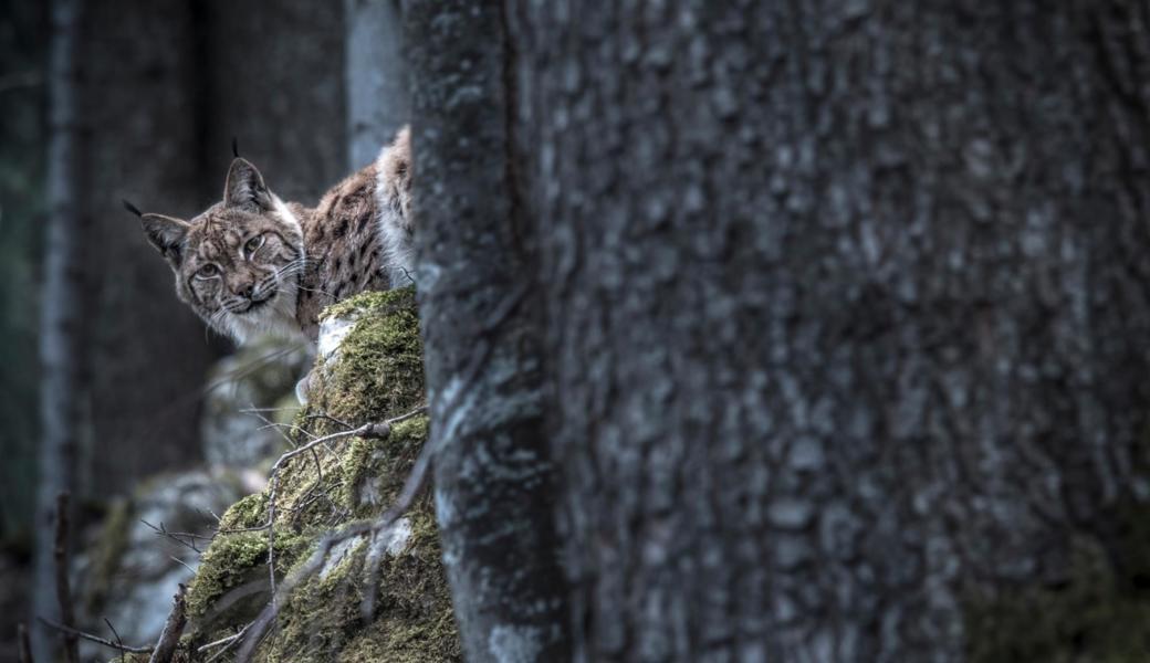 Szene aus dem Doku-Film «Lynx». Luchse gibt es auch im Appenzellerland.