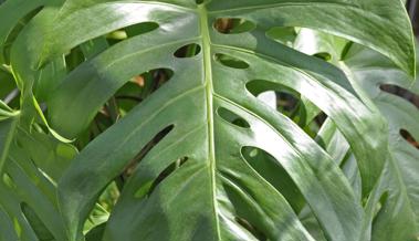 Garten: Ein Leben im Schatten