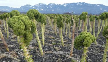 Broccoli oder Federkohl?