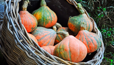 So wachsen Kürbisse riesig: Tipps zu Bestäubung, Pflege und den erstaunlichen Rekorden