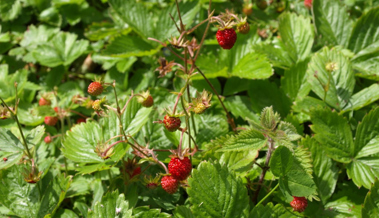 Erdbeer-Latein: Was man über die süssen, roten Früchte wissen sollte