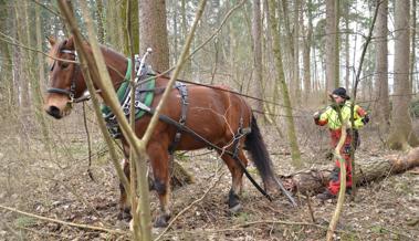 Holzrücken im Kriessner Wäldli