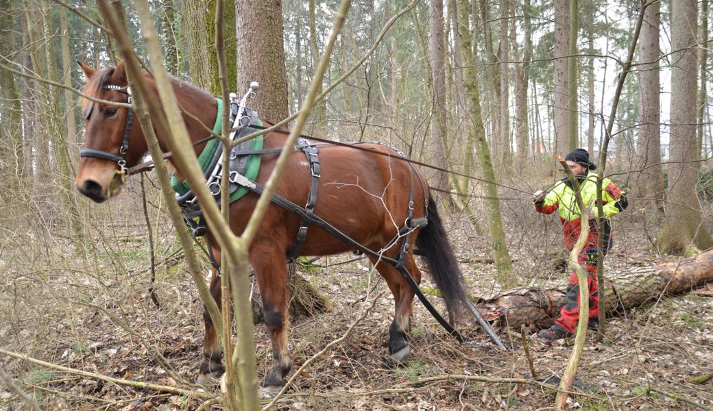 Die Holzrücker waren im Kriessner Wäldli in ihrem Element.