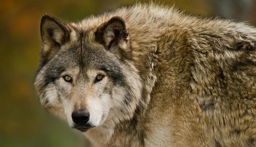 Ist der Wolf in der Region macht er meistens innert kürzester Zeit an mehreren Orten auf sich aufmerksam.