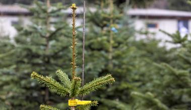 Seitenblick: O Tannenbaum