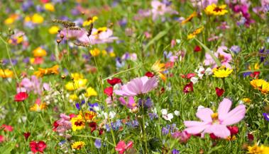 Sparen dank Wildblumen