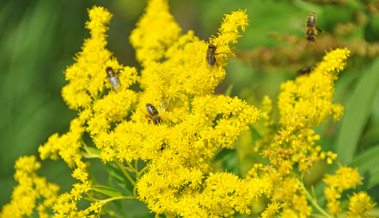 Invasive Pflanzen breiten sich immer weiter in unserer Natur aus