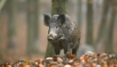 Auf A14 in Wildschweine gekracht