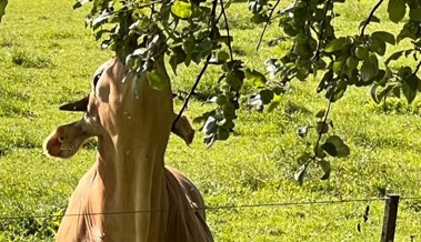 Die Früchte auf der andern Seite des Zauns schmecken immer besser als auf der eigenen Weide