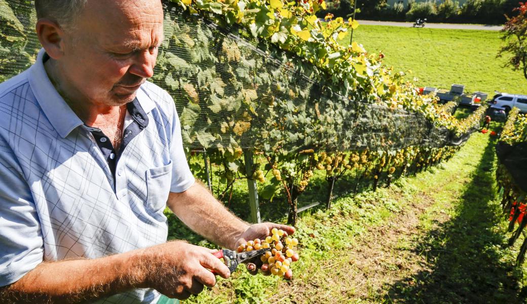 Christian Herzog erklärt bei den Chardonnay-Trauben, wieso Edelfäulnis nicht schlecht ist für den Weisswein.