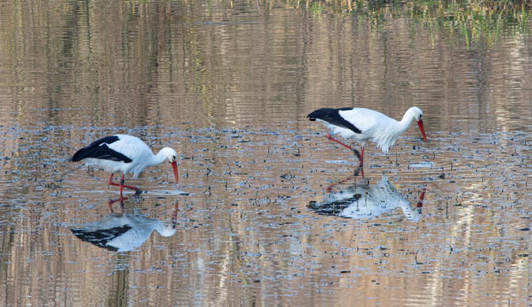 Störche auf Futtersuche am Alten Rhein.