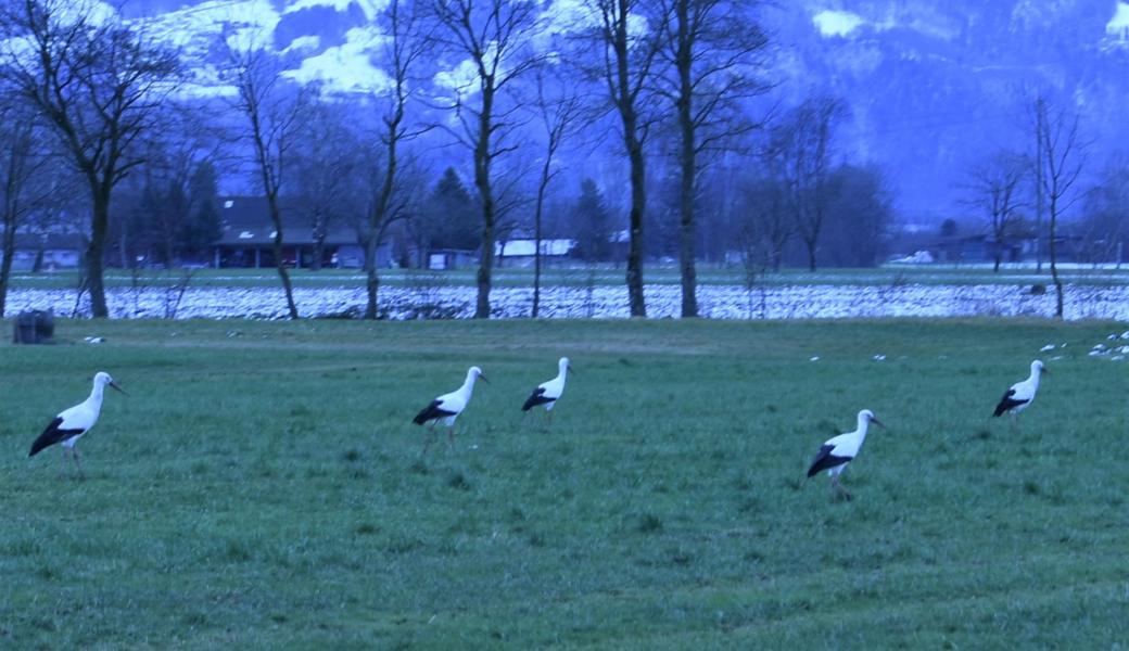 Trotz des Winters fliegen viele Störche nicht mehr in den Süden.