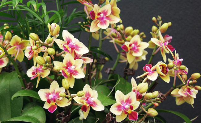 Richtig gepflegt, blüht die Orchidee mehrmals im Jahr