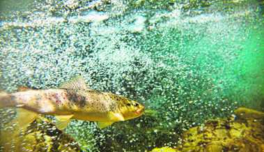 Die erwartete Gewässererwärmung bringt Wasserlebewesen in Bedrängnis