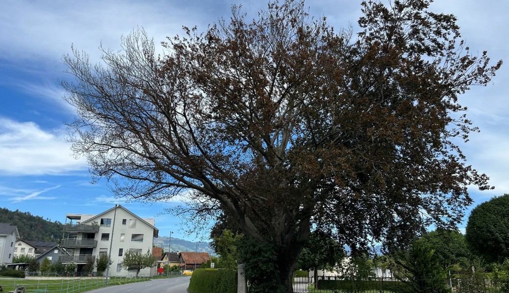 Pilzbefall: Die markante Blutbuche beim Friedhof Oberriet muss gefällt werden